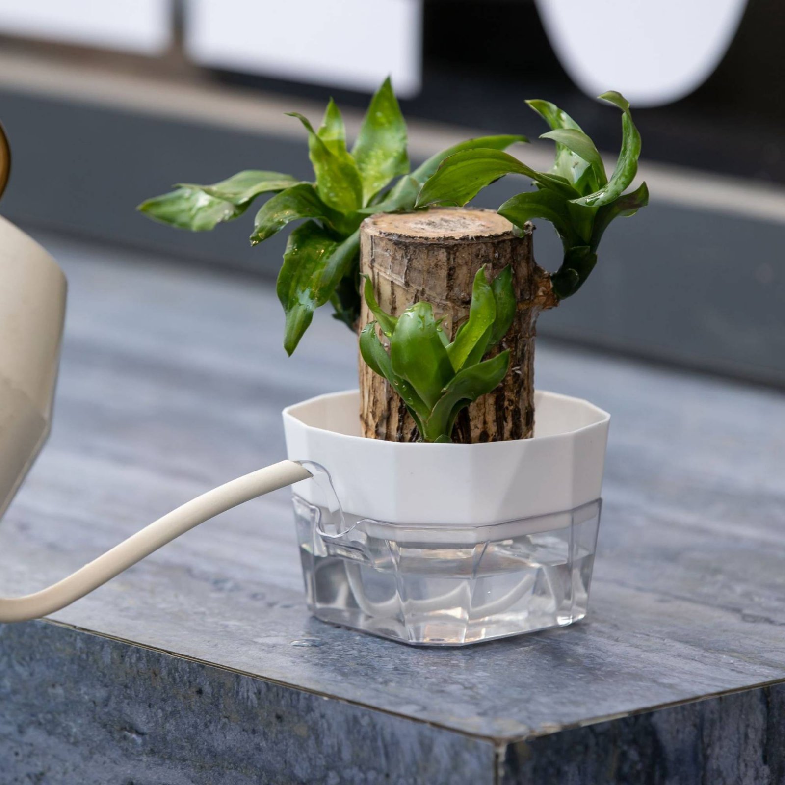 Hydroponische Glühbirnen-Vase  – Automatic Watering Bewertung und Preis